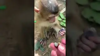 Cuteness Overload: Baby Monkey's Playtime #cute  9 #primates