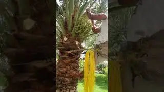 طريقة ربط العذوق لانتاج البلح والرطب والتمر ادعمونا بالاشتراك والنشر 😘المحترف:حسين الكربابادي👍🌴