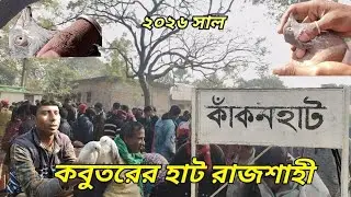 ২০২৬ সালে রাজশাহী কাকন হাটে গিরিবাজ এবং দেশি কবুতরের বর্তমান বাজার দর জেনে নিন 