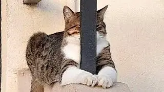 Cute Pets Doing Dumb Things 🤣 | Viral Funny Animal Moments 2025