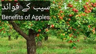 Amazing Benefits of Apples.#apple benefits #apple#juice#marwa health tips #video