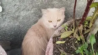 Welcome to my new vlog with my pets 🐶🐕😿#pets #viral #viral video#cute pets