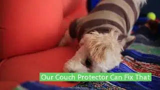 Keep Your Bad Dog Off Good Furniture
