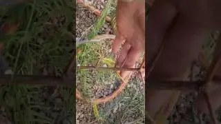 Argentinian Mesquite