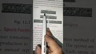 Fragmentation &ndash; Asexual Reproduction in Spirogyra | Class 7 Biology