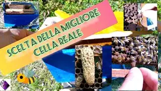 Apicoltura scelte delle migliori celle reali in un arnia orfana