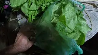 Getting FRESH 100% Organic, Pesticide FREE vegetables ready for the market and our kitchen!.