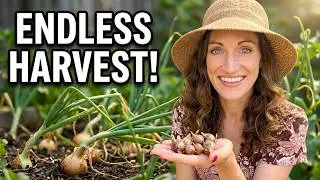 Plant Once for an Endless Harvest: Egyptian Walking Onions!