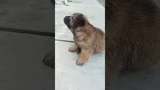 #lyrics #song #music #dog #puppy