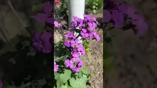 Лунария и новые нарциссы в саду