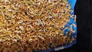 How to grow microgreens using a terry cloth towel for root attachment.