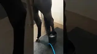 OzoneHorse therapy for horses - hind legs