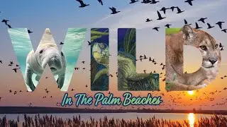Wild In The Palm Beaches Special PBTV NOW Episode