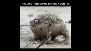 This Little Frog Sounds Just Like A Dog Toy