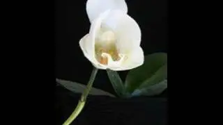 phalaenopsis amabilis