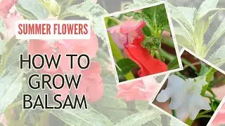 Как вырастить бальзамин из семян | Impatiens balsamina | Летние цветы, выращенные из семян