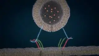 How SNARE proteins work