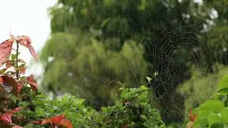 Relaxing Rain Video: Serene Spiderweb in a Lush Forest | Background Scenic Video with Heavy Rain