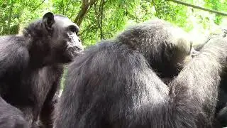 Chimpanzee Grooming: Simon & Gabby