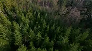 Let's Fly! | 16-minutes of Low-Level 4K FPV Drone Flight Through the Pacific Northwest Evergreens