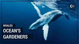 How Whales Secretly Garden the Entire Ocean (You Won't Believe This)