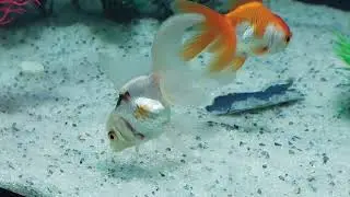Panda Gold fishes, Buy New beautiful Gold fishes 🐟. #fish #fishvideo #goldfish