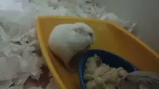 #hamster #hamsterplay #hamstereating