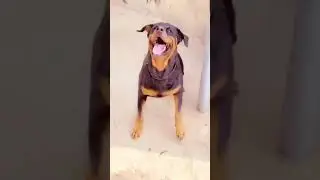 Funny and Amazing:This Dog understand Funny Yoruba slang like Soro Soke etc #Shorts