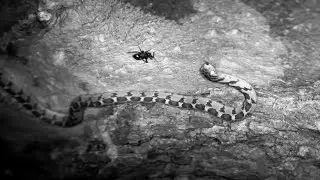 Rhombic egg eater (Dasypeltis scabra) at Djuma Cam Live Stream - South Africa