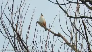 Поползень (Sitta europaea) и овсянка (Emberiza citrinella). Eurasian nuthatch and Yellowhammer.