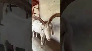 Markhor goat #trending #markhorgoat #rare