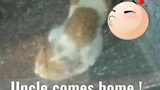 This cat returns to warung - uncle Mumu