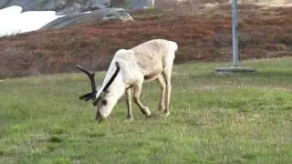 Renntiere an der norwegischen Grenze in Schweden