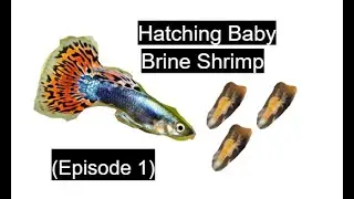 Hatching and raising brine shrimp! (Episode 1)