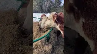 Meet Our Cows: Stories from the Pasture 🐄