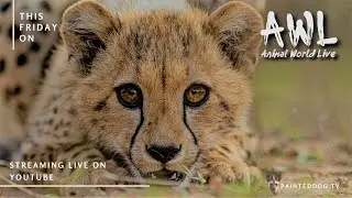 Animal World Live | 4 September '20 | Special Guest Norman Chauke from EcoTraining