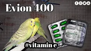 How to use evion 400 for bird | maldabirdsinfo| evion400| vitamin E cap humans |