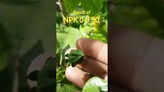 Benefits of NPK 0 0 50 spray # more blooms pls like comment and subscribe 💞