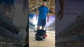 Ecclesiastes3:1-2 #homesteading #garden #farming101 #gardening #freerangechickens #filipina #chicken