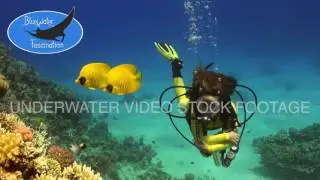 0636_Female scuba diver with masked butterflyfish, HD underwater video stock footage