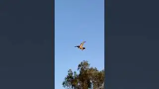 Hawk flying in Lake Balboa Park in the San Fernando Valley. January 29, 2026