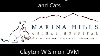 Seizures in Dogs or Cats