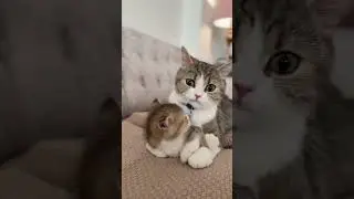 The mother cat is grooming her kitten #trending #cat #nyc #viral #funny #cute #kitten #kitty
