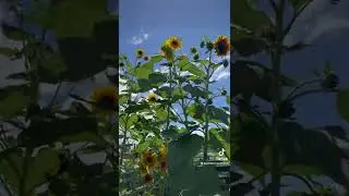 Makiki Community Garden in Hawaii