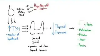 Synthroid Explained in 4 Minutes