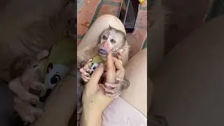 Dad took the toxic stuff out of the cherry monkey's mouth,☺️