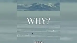 But Why : This Penguin's Mysterious Behaviour Is Going Viral🐧 #penguin #motivational #mountains #fyp