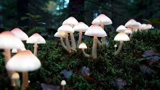 AI Unnatural Nature | Transforming Wildlife into Surreal Worlds