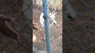 Animals Know Who Is Kind ❤️🦌
