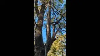 Advice from a tree